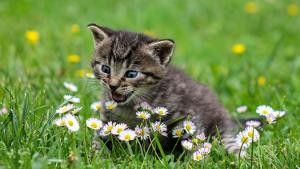 Kätzchen auf einer Frühlingswiese