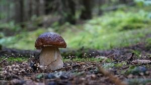 Steinpilz im Wald