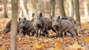 Gruppe junger Wildschweine im Herbstwald