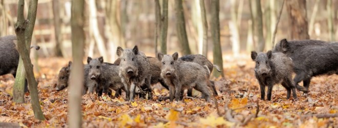 Bild einer Rotte junger Wildschweine im Herbstwald