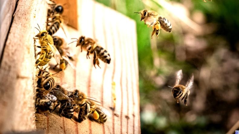 Bild: Unsplash Pollenbepackte Bienen fliegen auf einen Bienenstock zu; einige krabbeln hinein.