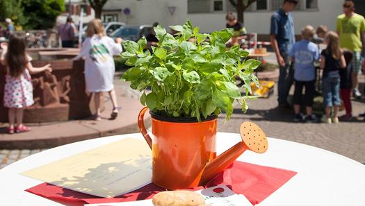 Gartenkräuter am Marktstand