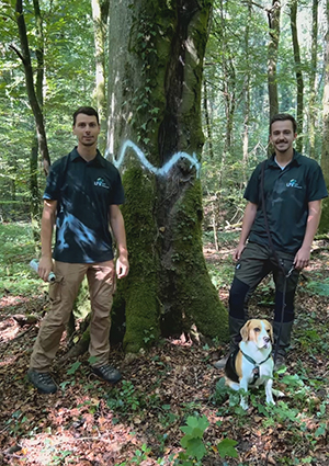 Förster zeichnen Wellenlinien auf einen Baum