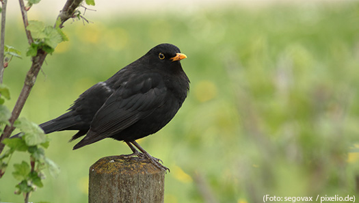 Amsel sitzt auf einem Baumstumpf