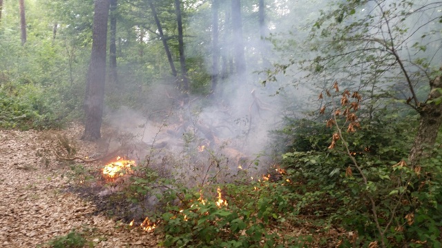 Waldbrand im Rheintal