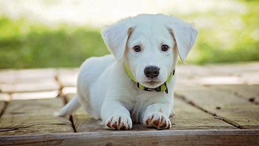 Kleiner weißer Hundewelpe sitzt auf Gehsteig