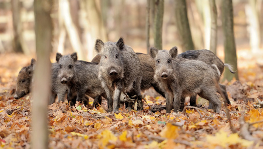 Rotte junger Wildschweine im Herbstwald