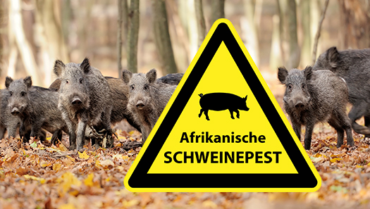 ASP-Warnschild - im Hintergrund ist eine Wildschweinrotte zu sehen