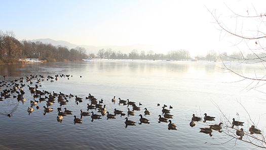 Zahlreiche Kanadagänse auf einem See