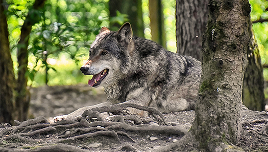 Wolf liegt im Wald zwischen Bäumen