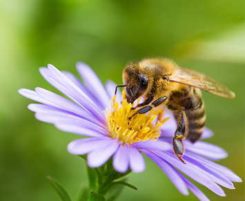 Biene auf Blüte