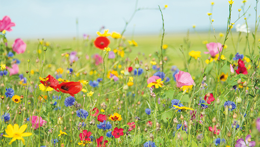 Blumenwiese