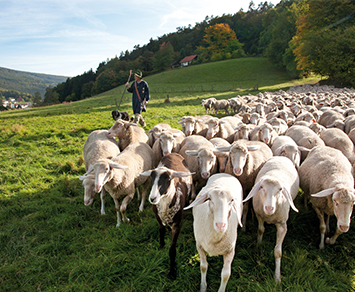 Schäfer mit Schafherde im Odenwald