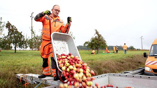 Straßenwärter entleert einen Schubkarren voller Äpfel