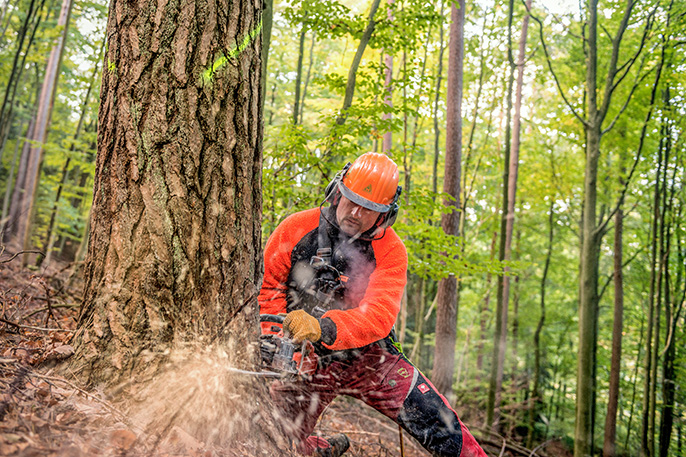 Waldarbeiter fällt einen Baum mit Motorsäge