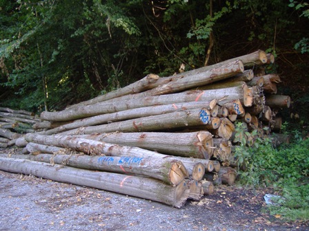 Holzstämme am Waldweg