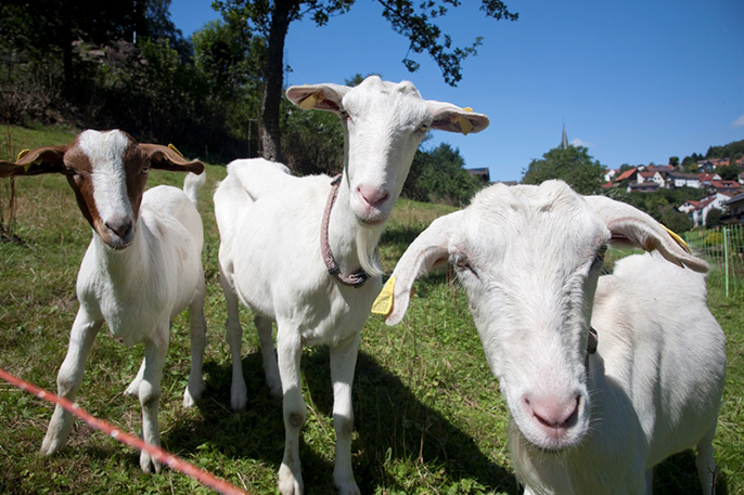 Drei Ziegen auf einer Wiese