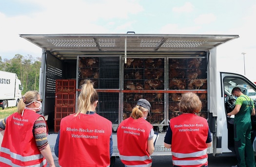 Mitarbeiter des Veterinäramtes stehen vor einem Tiertransport