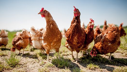 Hühner auf einer Wiese