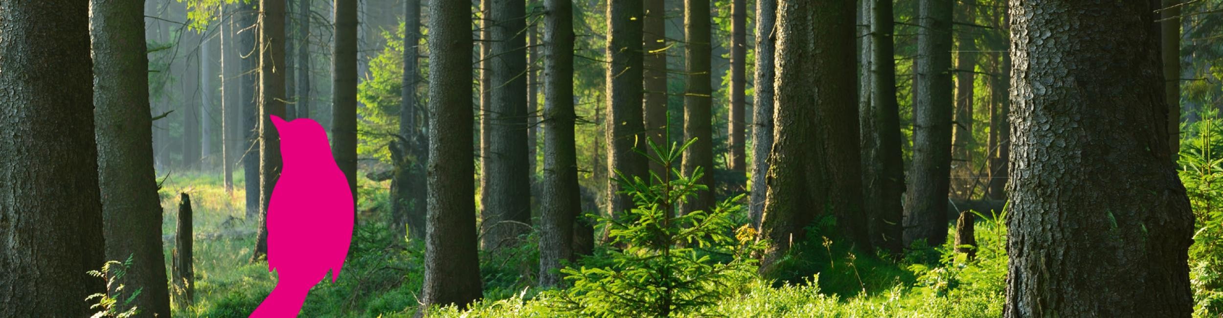 Waldmotiv mit kleinem Vogel im Vordergrund
