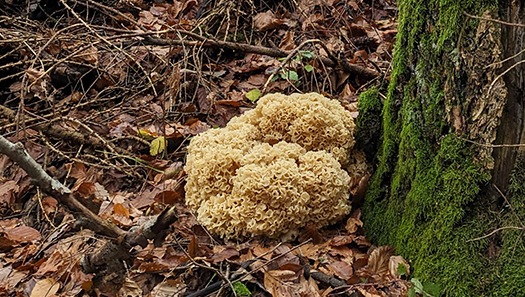 Krause Glucke - ein Pilz
