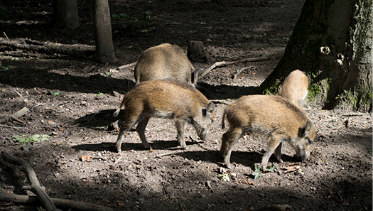 Junge Wildschweine im Wald