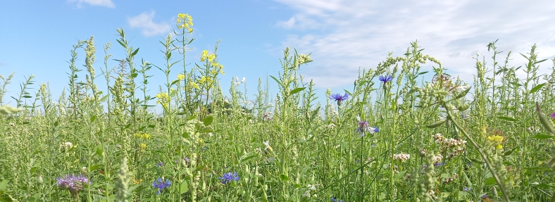 Wildblumenwiese