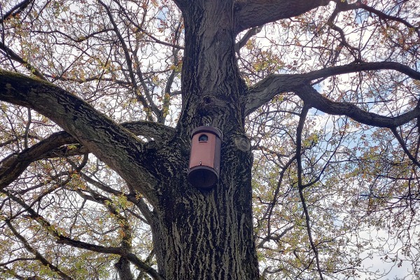 Nistkasten Nistkasten an einem Baum