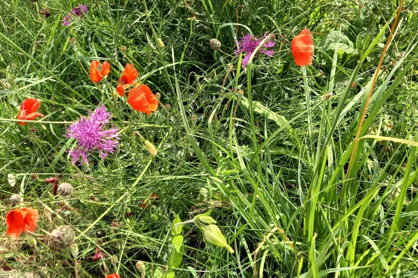 Blühwiese Blühwiese