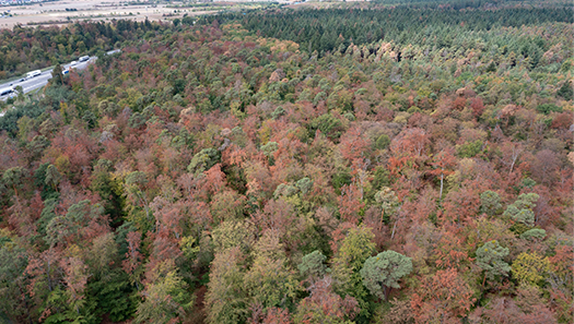 Der Wald von oben mit vielen vertrockneten Bäumen