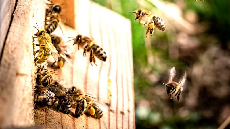 Pollenbepackte Bienen fliegen auf einen Bienenstock zu; einige krabbeln hinein. 