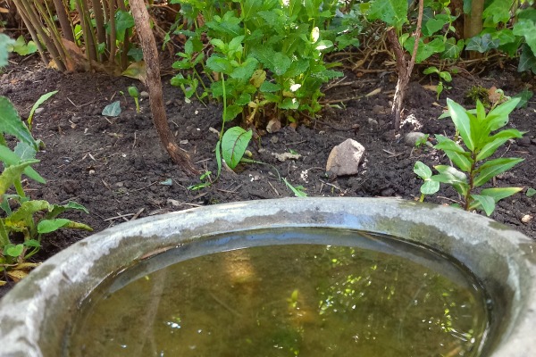 Wassertränke Wassertränke