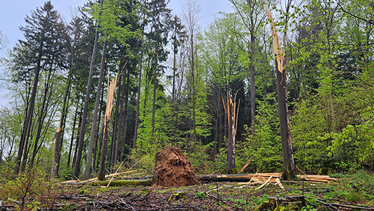 Abgebrochene und umgestürzte Bäume in einem Wald