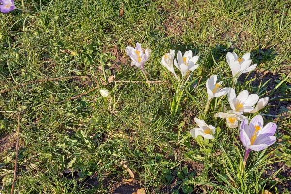 Krokusse Krokusse