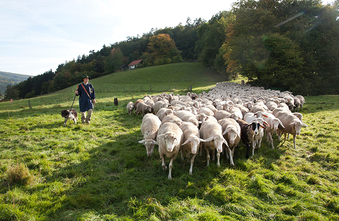Schäfer mit Hund treibt eine Schafherde vor sich her