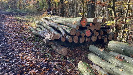 Holzstapel am Rand eines Waldweges